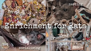 How to provide your rats with enrichment!🐀