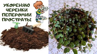 ПЕПЕРОМИЯ ПРОСТРАТА ( Peperomia prostrata). Размножение черенками. Способы укоренения в грунте