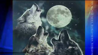 Websumers Wolf Up Wolf T-Shirts