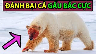 5 Loài Động Vật Có Thể Đánh Bại Gấu Bắc Cực - Động Vật Facts #78