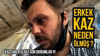 ERKEK KAZ NEDEN ÖLMÜŞ ? / KAZLARLA İLGİLİ SON DURUM !!!