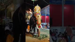 kanjirakkattu sekharan / kerala elephant / poovalan / aanapremikal / aanapremi sangham