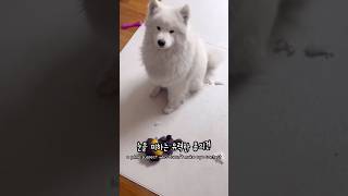 누가봐도 사고친 강아지(Anyone can tell that you're the culprit) #samoyed