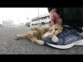 初対面なのにリラックスしすぎの可愛い三毛猫子猫ちゃん