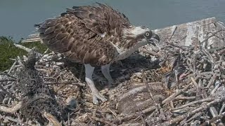 Captiva Osprey Cam | Lena's reaction after dead baby remove from nest | March 15, 22