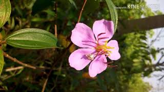 আমি এখন রাউজান পাহাড়তলী জগন্নাথপুর আশ্রম পাহাড়ের উপরে আছি