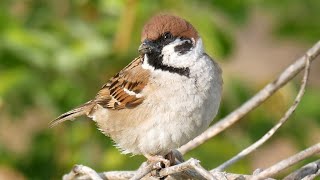 スズメの地鳴き_その１　【野鳥観察 鳥の鳴き声 バードウォッチング】Bird Sound　Bird Call　Sparrow