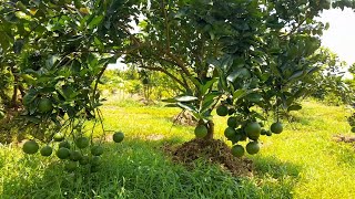 High density Mosambi plantation | 10 kg production per plant this year in west bengal |