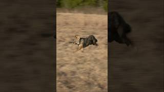 Boom! Boom! Epic Shotgun Coyote Double! #foxpro #coyote #hunting #shorts