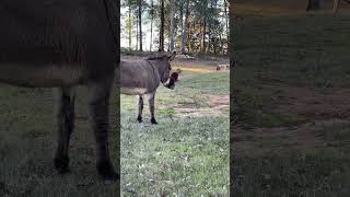 Oh Beverly just bring her funny self #imasurvivorsanctuary #donkey #toys #fun # farm #animals #texas