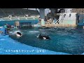 朝の様子　シャチプール　＠名古屋港水族館