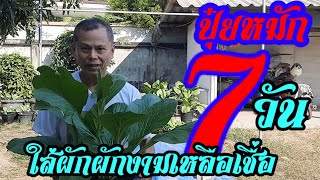 ปุ๋ยหมัก7วันไปใส่ผักผักงามเหลือเชื่อ