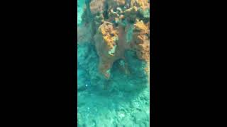 5-20-2020 Secret Reef Diving Manalapan Florida VIdeo 4