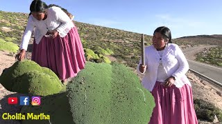 REMEDIOS CASEROS DE PARCHE (YARETA) - CHOLITA MARTHA