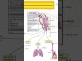 Which Part of the Brain Controls the Diaphragm During Breathing? Learn About the Respiratory System