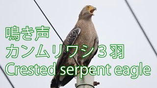 【鳴き声】カンムリワシ ３羽 Crested serpent eagle