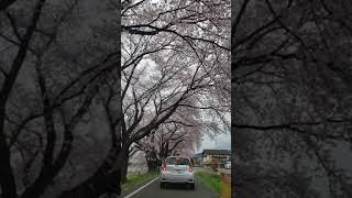 一目千本桜　大河原❗