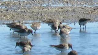 Playerito unicolor  (Calidris bairdii)