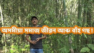 অসমীয়া সমাজ জীৱনৰ স্পন্দন বাঁহ গছ ! alexdfigo vlogs