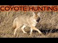 Incredible Coyote Hunting Footage In 4k  | 6 Action Packed Stands, 7 Coyotes Down! Family Hunting