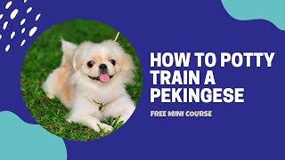 **HOW TO POTTY TRAIN A PEKINGESE**FREE COURSE ^-^