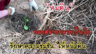 ห่มดินรักษาความชุ่มชื่นในดิน ให้พืชผักง่ายๆด้วยเศษหญ้า