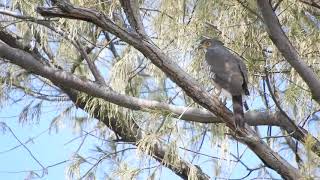 20210225 體育公園鳳頭蒼鷹 – 木麻黃上的母鳳頭