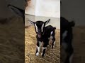 mee mee mee the adorable sounds of little goats 🐐🎶 goat goatsfaming