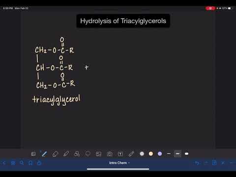 What products are formed when fat is hydrolyzed?