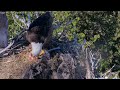 🦅 clive brings fish 🐟 for lunch captiva eagle cam jan 30 2025