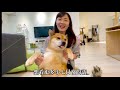 空姐轉圈圈 萌柴小七 ep3 柴犬小七會被騙嗎？！安安寶寶與柴犬小七大對決