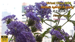 Verbena Hybrida Flower,美女櫻,Virtual China 2021,4K Shanghai