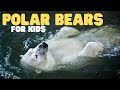 Polar Bears for Kids | Learn all about these apex predators