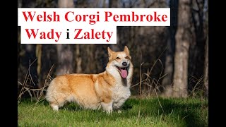 Welsh Corgi Pembroke - WADY i ZALETY