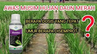 Manfaat Ambition untuk tanaman padi || dosis ambition untuk padi