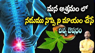 మన ఆశ్రమం లో నడుము నొప్పి ని మాయం చేసే దివ్య ఔషధం  | Dr.Madhu Babu Health Trends