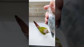 ウロコインコ　やきもちが過ぎる件