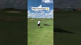 Man Plays Golf With An Alligator...#shorts