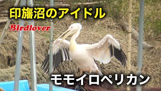 印旛沼・モモイロペリカンの日向ぼっこ