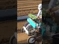 Vegetable Transplanting Work with Machines #shorts #agrimachinery