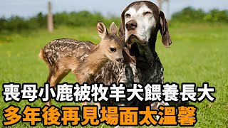 喪母小鹿被牧羊犬餵養長大，分別多年後再見，小鹿主動撲進狗媽懷中親吻太暖心！#動物 #狗狗 #小鹿 #暖心 #母愛 #真實故事 #心靈飼養員