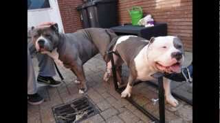 A XXL BULLY PITBULL BREEDING OF EUROPE