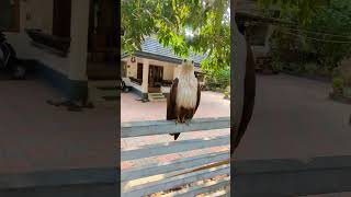 മനുഷ്യനായി ഇണങ്ങിയ കുട്ടി പരുന്ത് /baby cute eagle / baby eagle l eagle 🦅