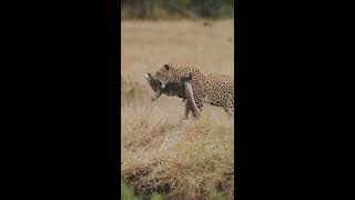 Leopard attack lizard | kruger national park