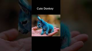 Cute - Donkey