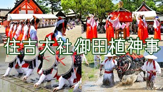 奴行列その３　舘上寛広　住吉大社御田植神事