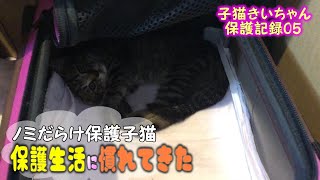 「きい保護記録05】蚤だらけ保護子猫の六日目の様子 【cute kitten】【cute cat】 【子猫保護】