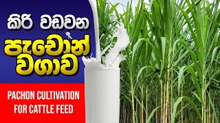 ,Pachon Coultivation,BST Saman,Nepliyar grass,pachon cultivation,පැචෝන් වගාව