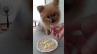 [Gagaman! ! ] A Pomeranian who desperately tries to hold back his apple but ends up flying