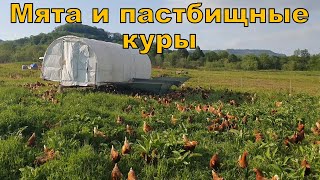 Горная мята и пастбищные куры 15 мая 2021 года